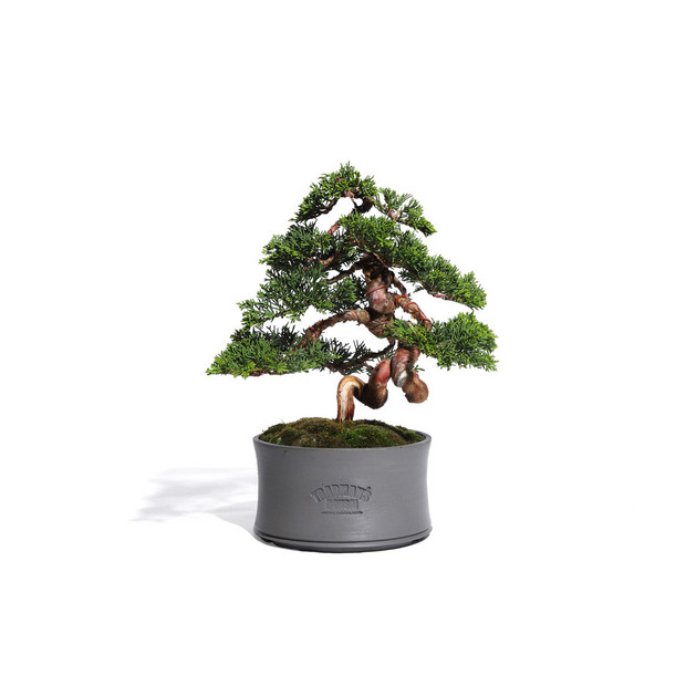 真柏　-Japanese Juniper-　（推定樹齢30年）-M0014-